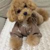 Poodle Cartoon Sweatshirt Pomeranian Winter Clothes Yorkshire Terrier Warm Pullover Schnauzer Soft Vest Dog Stuff