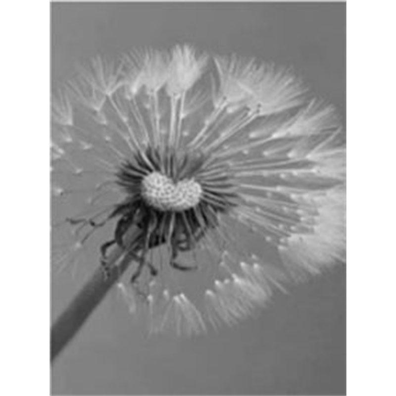 Diamantmalerei zum Selbermachen, Schwarz-Weiß-Pusteblume, Kreuzstich-Set, Mosaikkunst, Diamantmalerei, voller Kreis/Quadrat-Diamant, Heimdekoration