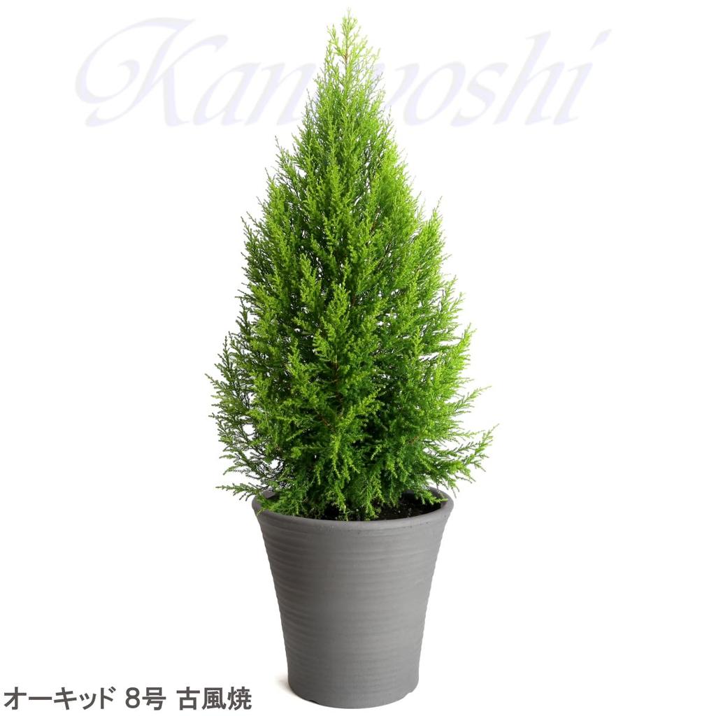 Pot Mikawa Ware KANEYOSHI In Domestic Ceramic Flower Pot Orchid Old Style Ware 8 [Made Japan/Reliable Quality] No.