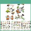 25 Piece Realistic Insect Life Cycle Card Set With Detailed Pvc Models For Kids Learning