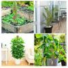 Garden Supplies Potted Plant Vine Climbing Pole Coconut Palm Stick Flower Holder Coconut Palm Climbing Stick