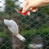 Hand Twisted Bird Call Trainer Realistic Bird Caller Creative Sound Maker  Outdoor Play