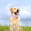 Adjustable Waterproof Dog Collar Elastic Webbing Safety Buckle Chain Fashion Pet Collar  Walking