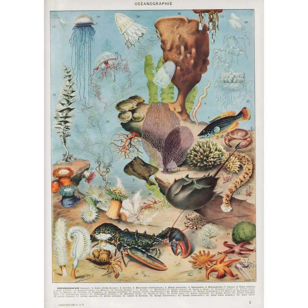 Arte Murale Classica Vintage Piante Fungo Fiore Medicinale Insetto Farfalla Verdura Zucca Carota Tela Poster ad Olio e Stampe