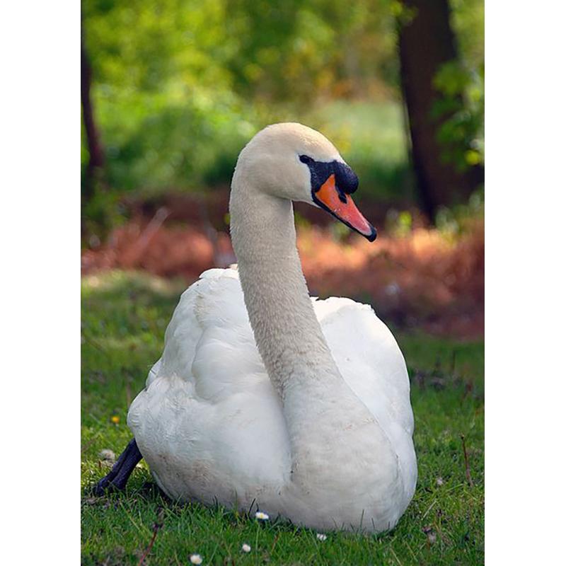 

DIY Лебедь 5D алмазная живопись полная круглая дрель Алмазная вышивка животные стразы набор для вышивки крестом подарок домашний декор Full Round 20x30CM