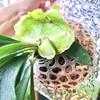 Plastic Plants Soil Protector Cover Transparent Transparent Floral Hole Cover  for Flower Lovers