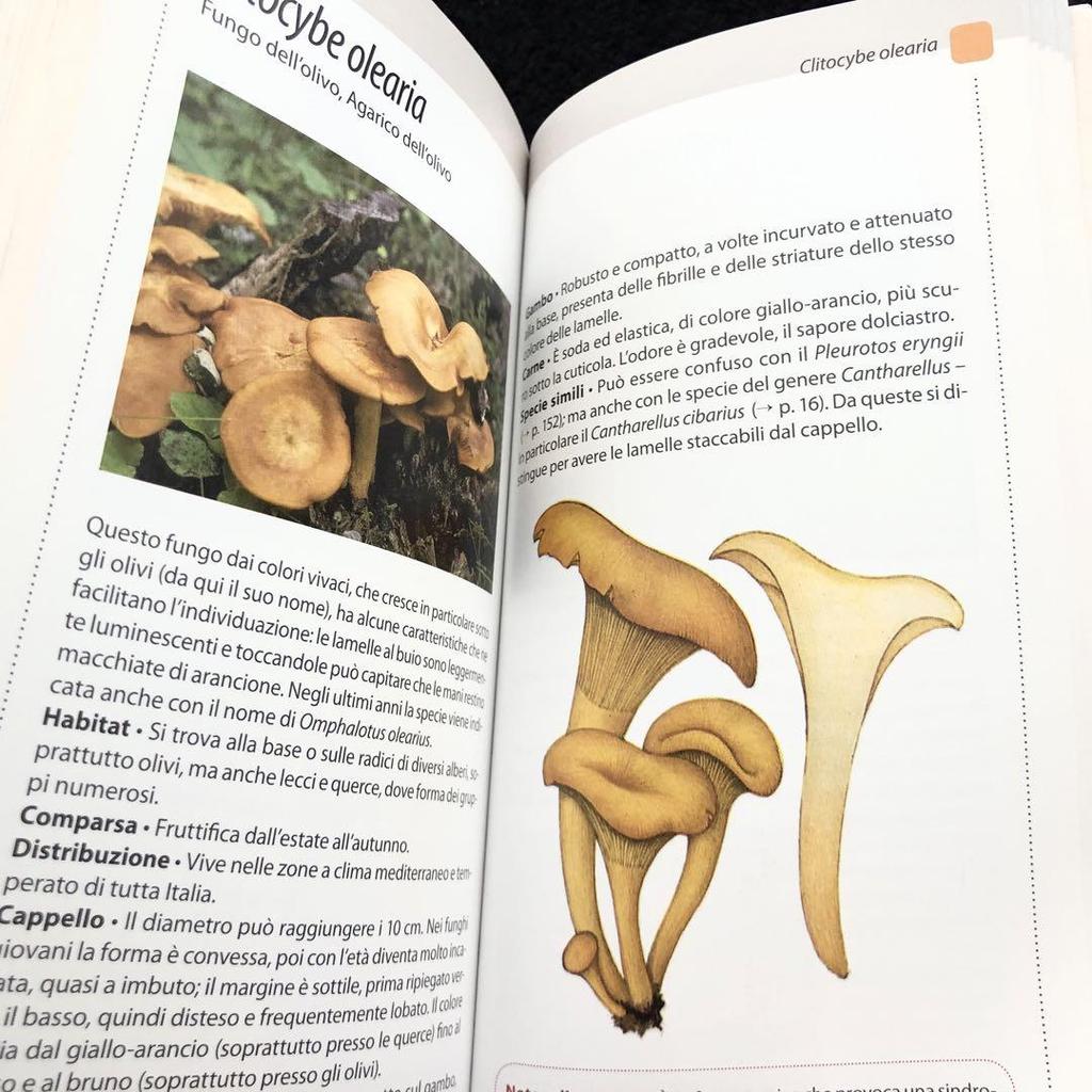[USED] Two Mushroom Encyclopedias: "Funghi" and "Funghi Del Bosco" In Italian