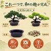 Hyack Mini Bonsai Pine Dried Never Fake Artificial Easy Care Tree, Bonsai, Tabletop, Withering, Greenery, Plant, (Green)
