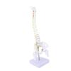 Spine Model with Stand Life Size Spinal Cord Model PVC Realistic Human Flexible Spine Model for Science Study Education