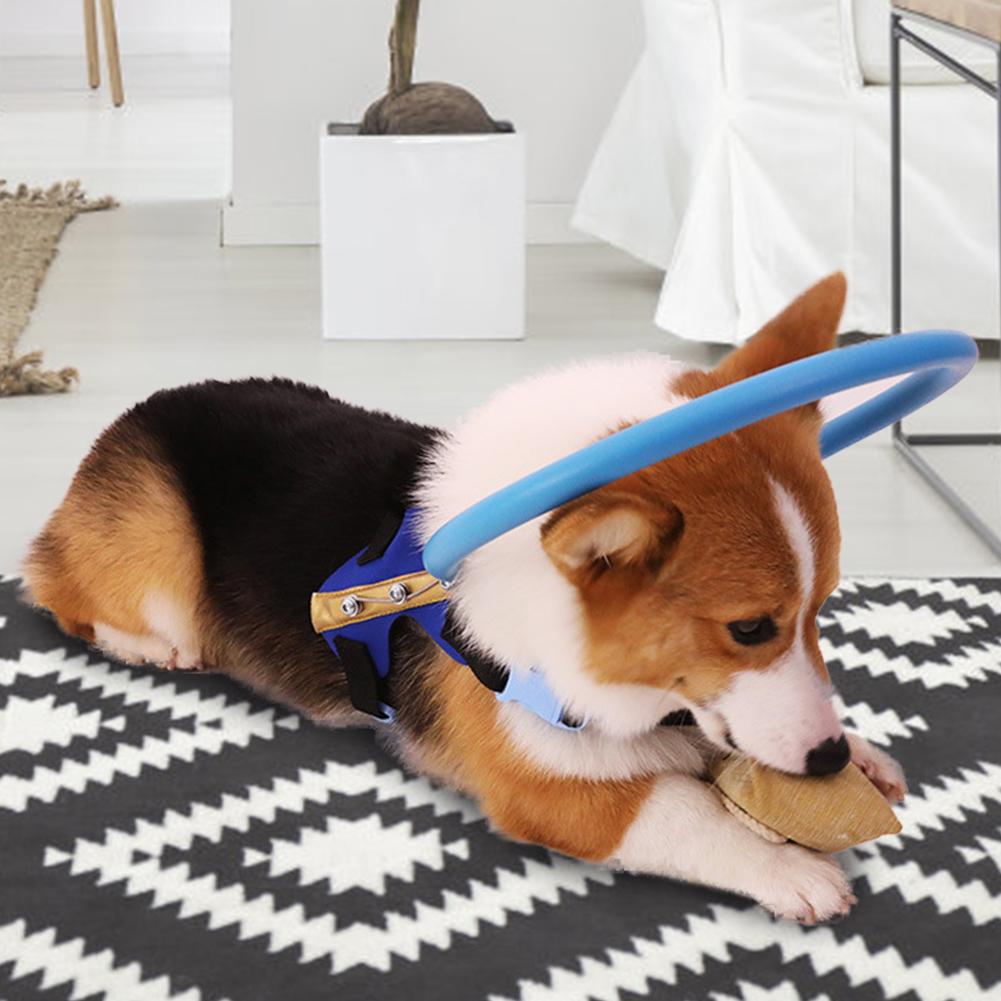 Blind Dog Safe Pet Ring Behavior Aid Dogs Protect Angel Wing Blue (XS)