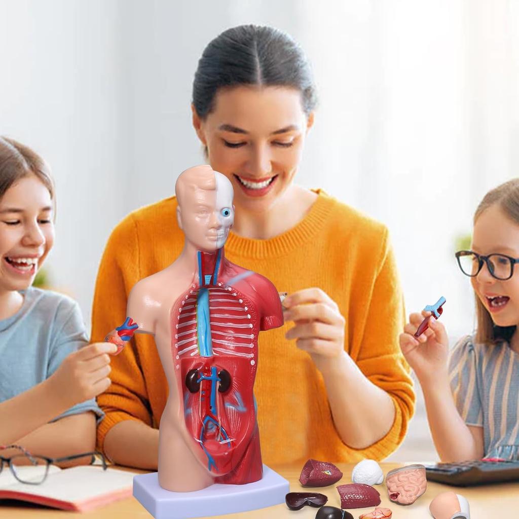 Human Anatomy Model 15 Detachable Parts of the Human Includes Internal and 28cm Display for Preschool and School Science and Medical Education - Body,