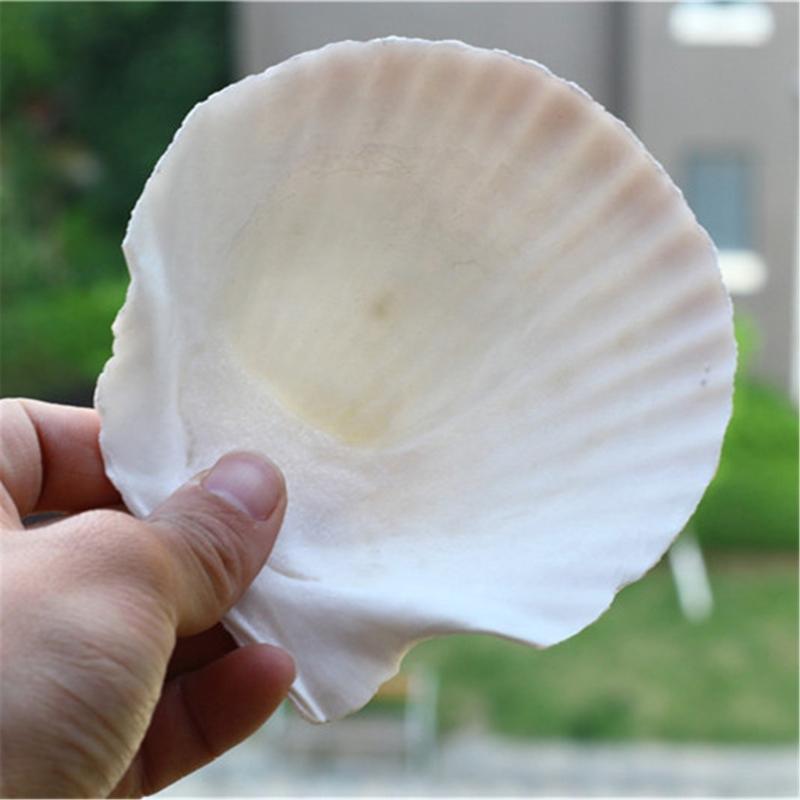 Víceúčelové balení 10 velkých přírodních mušlí hřebenatek pro řemeslné potřeby, stylový šperkový doplněk a dekorace do domácnosti