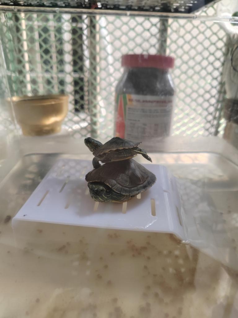 100Pcs Mini National Flags Toothpicks European Cup Cocktail Picks & Cupcake Toppers Party Decorations for Football Themed Events