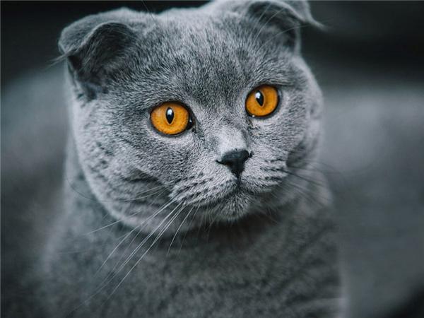 5d Diy Алмазная картина Новая коллекция Кошка Вышивка Мозаика Русская Голубая Животное Квадрат/круглый Домашний Декор Full Round 20x30CM black