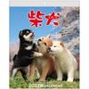 Active Corporation 2027 Wall Calendar Shiba Inu Dog Photography by Yoneo Morita Jan-Dec 2027 Made In Japan 27ACL-11