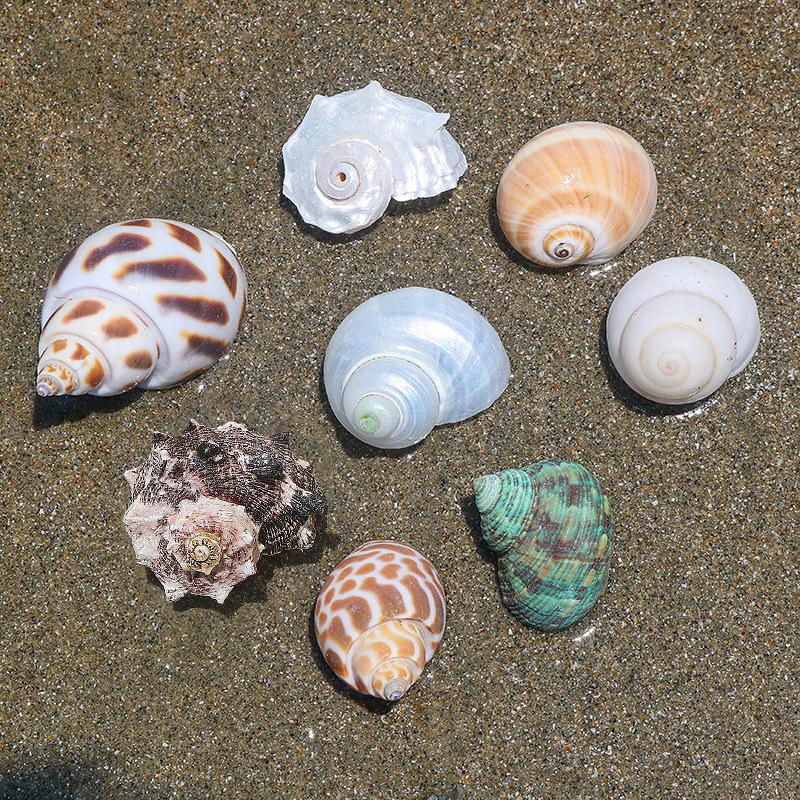 Handmade Natural Seashell Conch & Starfish Frame for DIY Fish Tank or Landscaping