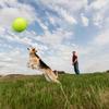 9.5‘um Oversize   Tennis  s Inflatable Tennis   with Pump Dog Toy  s For Signature Children Adult Pets Dogs Cats Fun