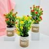Camellia Sasanqua Floral Pot Potted Plant For Wedding Table And Green Space