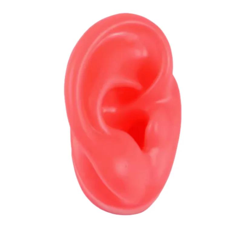 5D Silicone Simulated Artificial Ear Model Ear Stud Piercing Piercing Piercing Teaching Hearing Aid Acupuncture Practice Prop