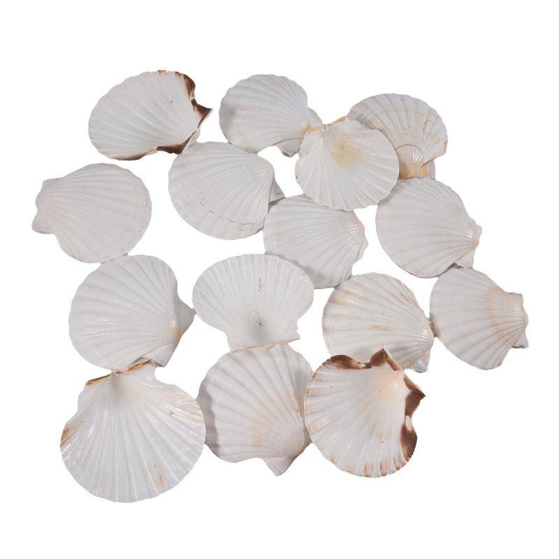 

ABUL-15 PCS Natural Sea Shell Large White, 4-4.7 Inch Scallop Shells For DIY Craft, Serving Food, Baking And More Durable белый