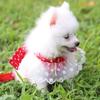 Dog Cat Bow Chest Harness Leash Comfortable Puppy Small Dogs Harnesses Vest for Party Shopping