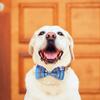 PAWCHIE Plaid Dog Bow Ties 6 Pcs - Cute Dog Collar Attachment Bow Ties, Collar Charms Accessories Fit Small Medium Large Dogs Puppies Cat for Party