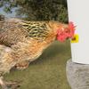 10 Horizontal Poultry Water Nipples Drinker Chicken Waterer Chicks Hen Quail