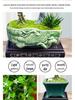 Trailing Fujian Tea Bonsai with Old Trunk – Zen Style Indoor Green Plant for Office & Living Room