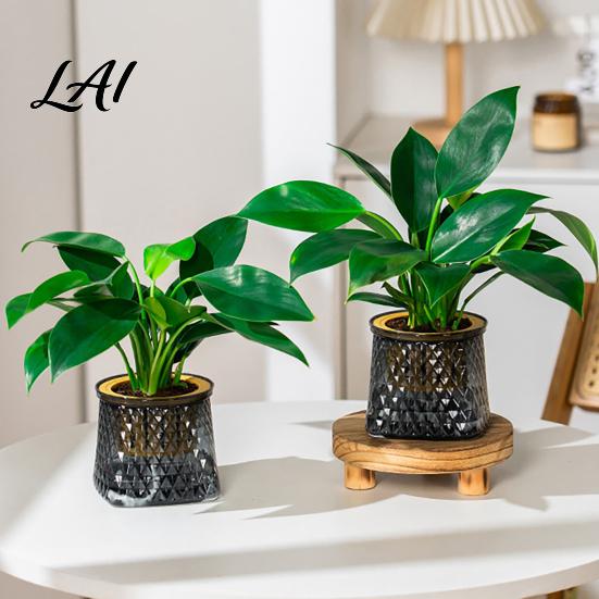 Modern Home Office Decor Self Watering Planter for Indoor Plants Transparent Hydroponic Planter Decorative Plant Growing Container Flowerpot