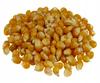 Popcorn Grains for Roasting Targroch 1000 Corn