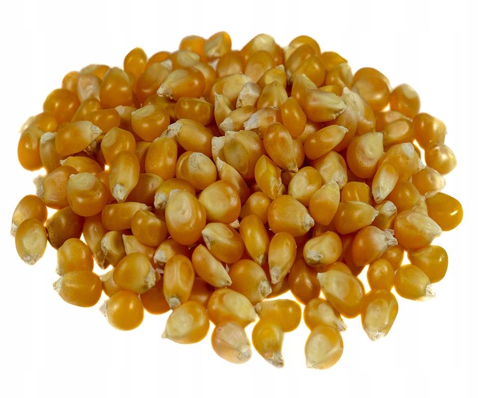 Popcorn Grains for Roasting Targroch 1000 Corn