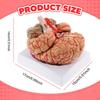 Human Model 9 Size Educational Tool Teaching Aid for Learning Science Display Study