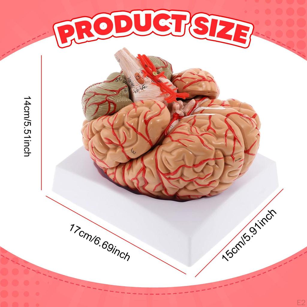Human Model 9 Size Educational Tool Teaching Aid for Learning Science Display Study