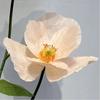 40cm Künstliche Pfingstrosen Papierblumen Künstliche Blumen Neue Künstliche Blumen Hochzeit Landschaftsgestaltung