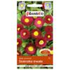 Semi-double Permanent Red Daisy, Beautiful Flower Seeds for the Garden, 0.1g