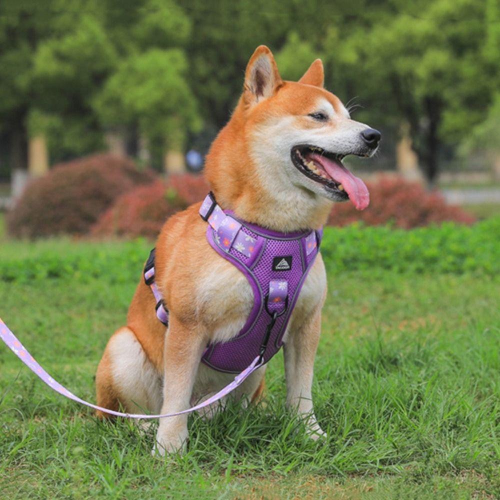 Atmungsaktives Hunde Geschirr Leine Set Verstellbare Katzen Geschirre Haustier Weste für Kleine Mittelgroße Hunde