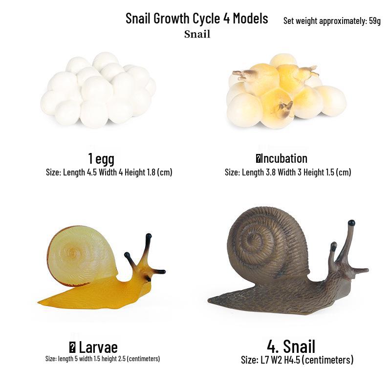 Mini Animal Growth Cycle Toys: Butterfly, Rooster, Ant, Frog, Sea Turtle, Dragonfly