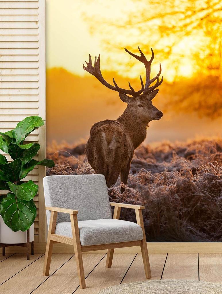 Wallpaper Deer At Sunset