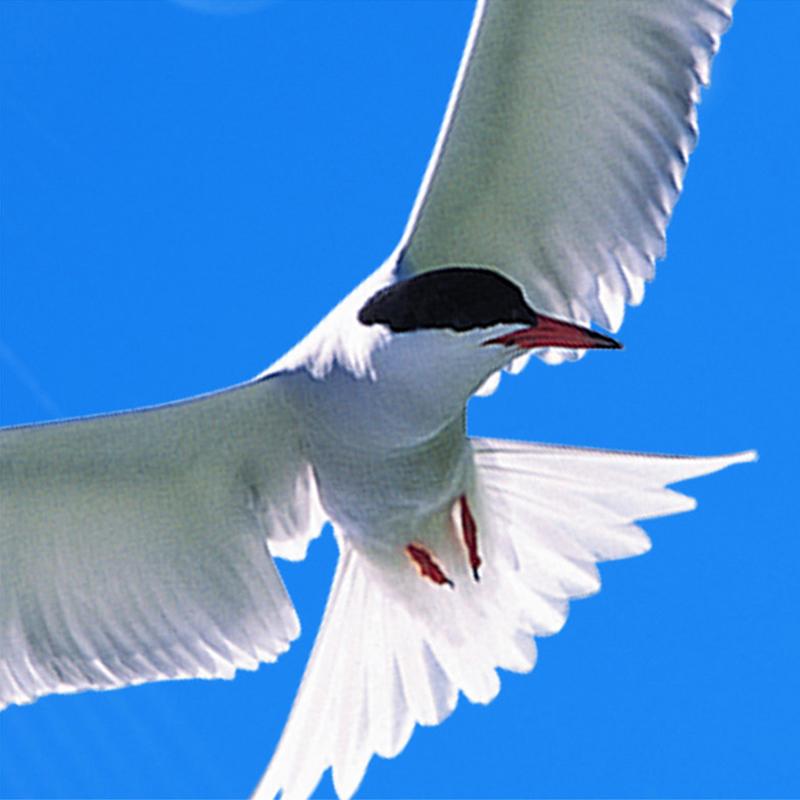 Carta da Parati 3D per Casa Decorazione Murale Cielo Blu Nuvole Bianche Uccello in Volo Affreschi per Soffitto Carta da Parati per Soggiorno Pareti della Camera da Letto 3D