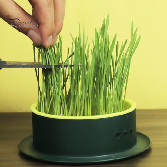 Grass Planting Box Reusable Hydroponic Cat Grass Planting Box Durable Convenient Grass Growing Box for Home
