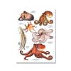Scandinavian Simple Wall Art Rays Octopus Whale Shark Marine Animal HD Canvas Poster Print Home Bedroom Living Room Decor