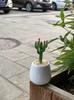 Handmade Glass Blown Cactus Cute Crystal Art Cactus Statue Collection Desk Desktop Simulation Plant Decoration
