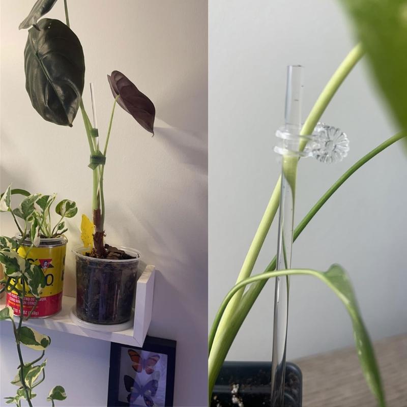30Pieces Orchids Support Stem Plant Stakes Encourage Vertical Growth Stable And Flexible Support For Indoor Outdoor Use