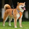 Astro Orange Dog Training Harness, Size Xl