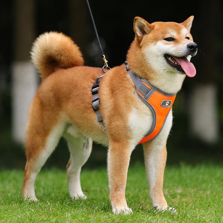 Astro Orange Dog Training Harness, Size Xl