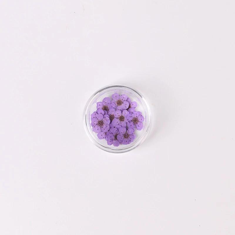 20pcs/Box Nail Art Dried Flowers Spirea Small Plum Narcissus Nail Art Color Mixed Flower Dried Flower Patch DIY Nail Decoration