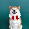 Puppy Christmas Supplies Beret Hat with Necklace Photo Props Festive Collar Christmas Photo Props Supplies