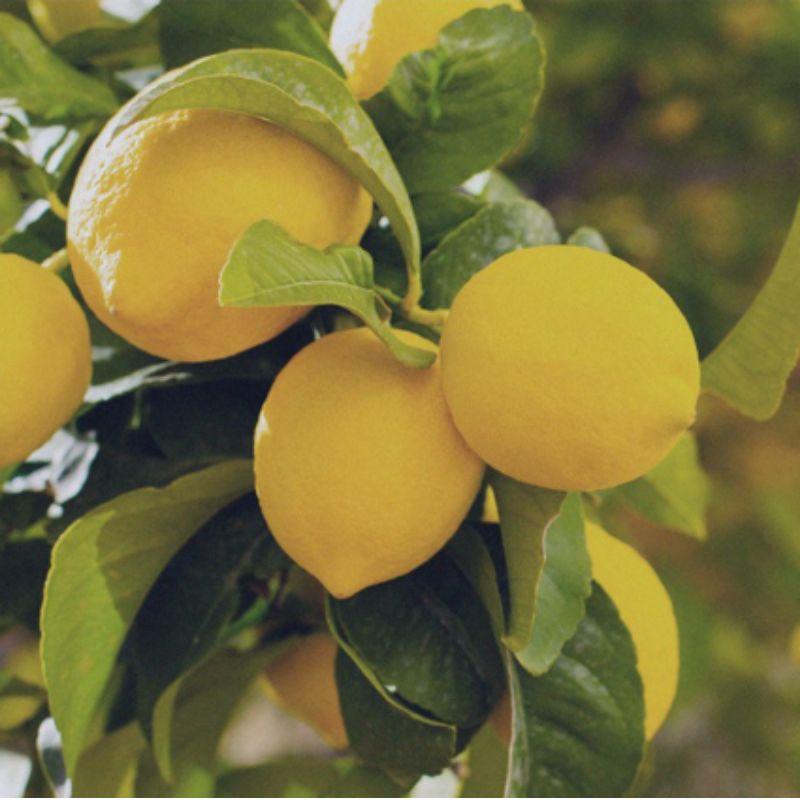 MOREMO Essência Capilar Proteína de Queratina Pro Repair Aroma de Flor de Néroli Essência Reparadora Nutritiva para Cabelo 80ml