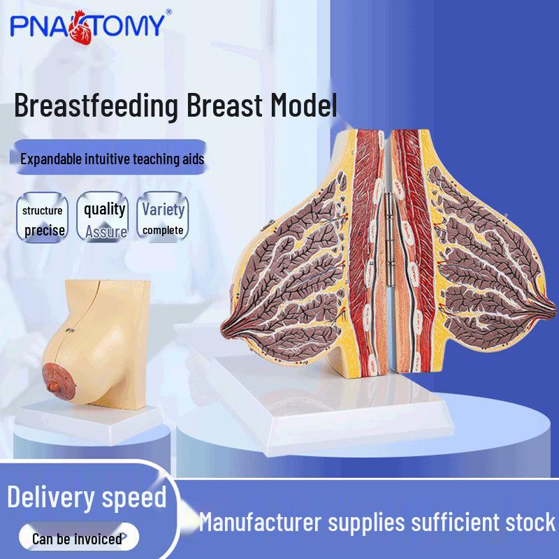 Breast Model for Lactation Medical Teaching: Anatomical Female Chest Structure 20 x 15 x 10 cm