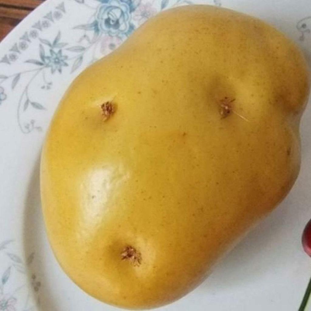 neustadt Food Realistic Vegetables and Food Sample Model Display Kit for k0113 Samples, Eggs, 12-Piece Set, Kids,